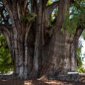 MEX OAX SantaMariaDelTule 2019APR04 003  The trunk measures out at a circumference of 42 metres ( 139 feet ), equating to a diameter of 14.05 metres ( 46.1 feet ) and the tree tops out at a height of 43 metres ( 141 feet ). : - DATE, - PLACES, - TRIPS, 10's, 2019, 2019 - Taco's & Toucan's, Americas, April, Day, Mexico, Month, North America, Oaxaca, Santa María del Tule, South Pacific Coast, Thursday, Year